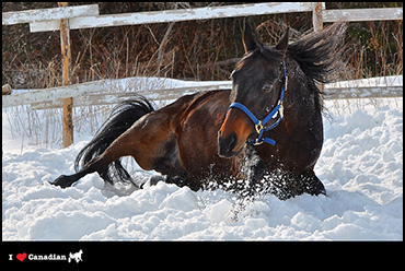 January's Calendar Photographer