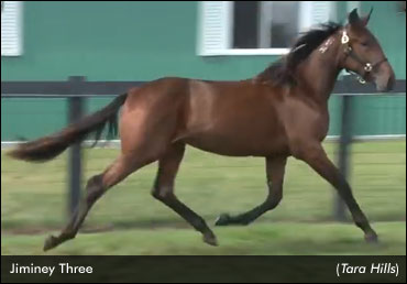 Jiminey Three Tops Forest City Sale