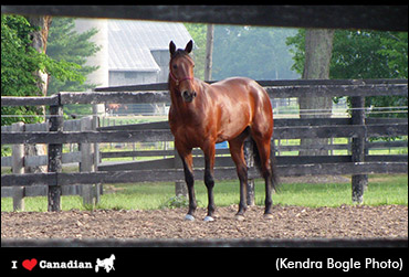July's Heart Of Harness Racing Calendar Photographer Profiled