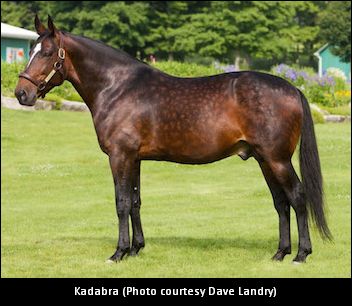 Kadabra’s 2019 Stud Fee Announced