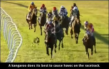 Marsupial Tries To Protect The Rail 