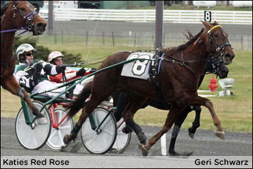 Katies Red Rose Tops At Monticello