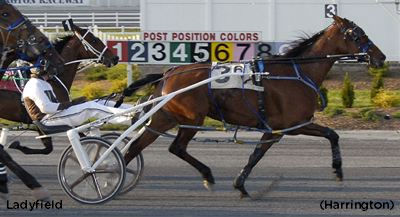 Ladyfield Repeats In Mares Junior Open