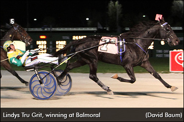 Lindys Tru Grit To Stand Stud