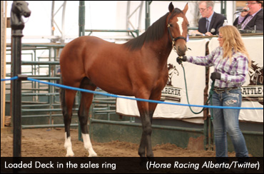 Yearling Sale Fuels Optimism In Alberta