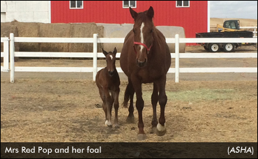 'Name That Foal' Winner Announced