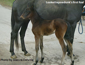 Lookettepoedunk's First Foal Named