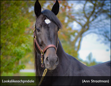 Lookslikeachpndale To Stand Stud