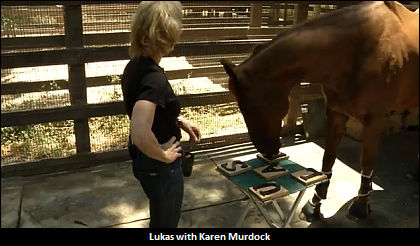 So You Think Your Horse Is Smart, Huh?