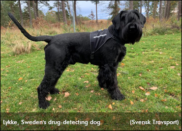 Sweden Introduces Drug-Detecting Dog