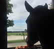 A Girl & Her Horse