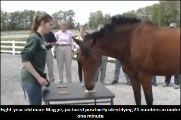 A New 'World's Smartest Horse?'