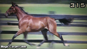 Magic Carpet Glide Tops Third Session 