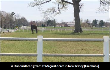 Two-Year-Olds Strut At Magical Acres