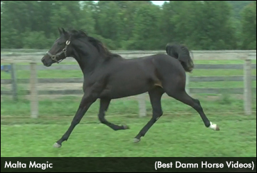 Malta Magic Tops Goshen Sale
