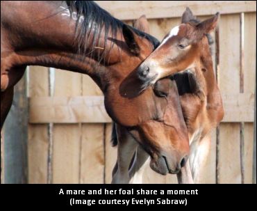 Change To Quebec Breeding Policy