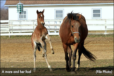 HRNB Launches Broodmare Grant Program