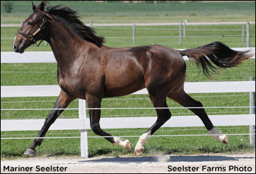 Mariner Seelster Tops Forest City Sale 