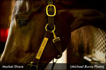 Market Share Gelded