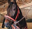 Une Chance Sur Un Million De Faire La Couverture De Trot