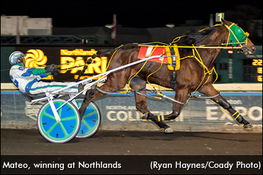 Half-Blind Horse Worth The Risk