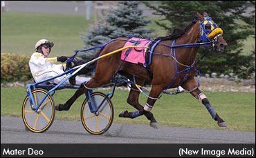 Mater Deo: Princess Of Woodbine?