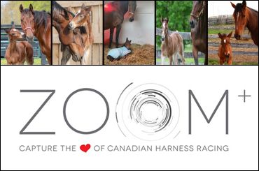 Sabraw Wins Mares & Foals Zoom