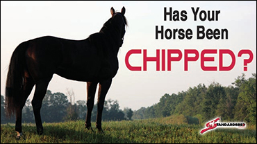 Final Notice For Microchipping