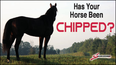 Has Your Horse Been Microchipped?