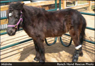 Hope For Prosthetics