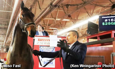 Miso Fast Tops Tattersalls Sale
