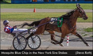 'Mosquito' Sets Record In Sire Stakes