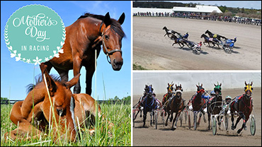 Harness Racing On Mother's Day
