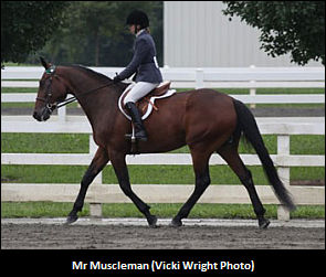 Mr Muscleman Sparkles In Show Ring