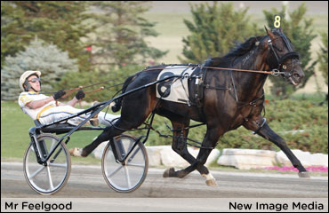 Mr Feelgood Australian Horse Of The Year