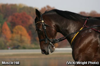 Muscle Hill Ready For Kentucky Futurity