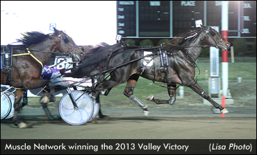 Muscle Network To Stand Stud