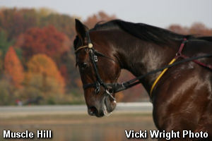 Muscle Hill Set To Qualify