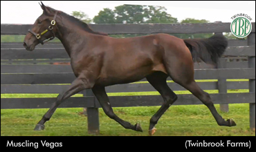 Muscling Vegas Tops Ontario Select Sale