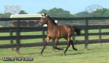 Muzzle The Yakker Tops Session Three