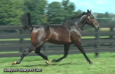 Newyorknewyork Deo Tops Day 4