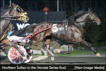 Harvests To Beyond Better, Northern Sultan 