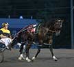 A Trotting Man Chases Canadian Pacing's Biggest Prize