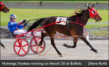 Nutmegs Yankee Upsets Buffalo Mares