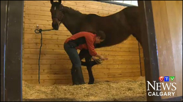 Grooms In Demand In Alberta