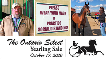 Ontario Select Yearling Sale Vlog