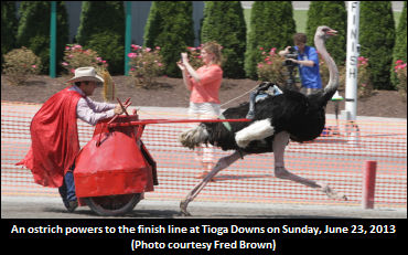 Fans Flock To Camel, Ostrich Races