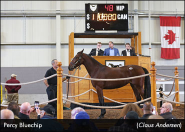Percy Bluechip Tops Forest City Sale