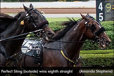 Eight Straight For Perfect Sting