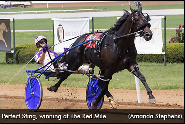 Blue-Blooded Colt Aims To Stay 'Perfect'